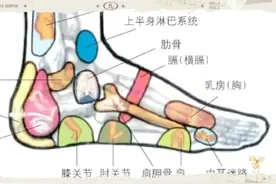 人体解剖图穴位视频封面