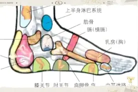 人体解剖图穴位视频封面