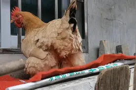 终于拍到母鸡下蛋全过程了，据说看了脸会红，大家一起红吧视频封面