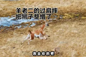 羊老二的过肩摔，把狮子整懵了视频封面