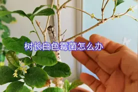 树长白色霉菌怎么办？