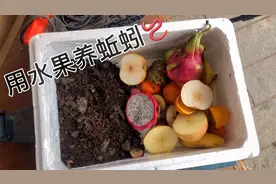 钓鱼用的蚯蚓，用水果来养蚯蚓，养出来的蚯蚓，不知道钓鱼怎么样视频封面