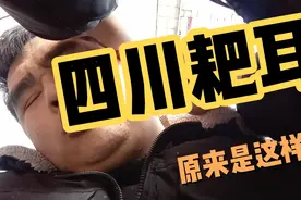 都说四川的男人是耙耳朵，原来是这样来的，掏耳朵掏出猪叫声视频封面