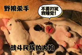 猛犬麒麟生产6天了小康为其补充营养，直言我都不舍得吃全给它了视频封面
