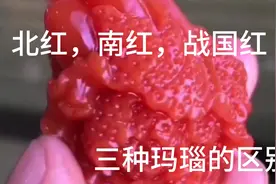 马师傅分享北红，南红，战国红玛瑙三者的区别，看后你也是高手视频封面