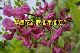 道路两旁常见的紫槐花吃了会中毒吗？看完视频明白了
