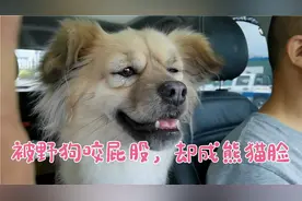 狗小七被野狗咬伤屁股，打两针成熊猫脸，乖乖配合治疗让人心疼