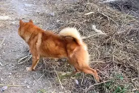 我在放狗的时候，不速之客大黄冲进来了！