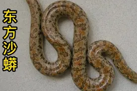 #野外发现的花蛇，好怕人!