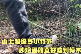 山上没人要的小竹笋，拔一筐回家炒鸡蛋。不仅美味还下饭视频封面