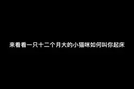 你好像不知道 自己已经是12个月大的成年猫了 #猫 #粘人视频封面