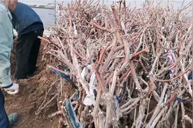 储存三年生的葡萄大树，当年栽种当年结果呦视频封面