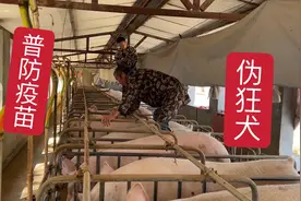 间隔四个月猪场普防伪狂犬疫苗，小焦分享免疫程序，供大家参考视频封面