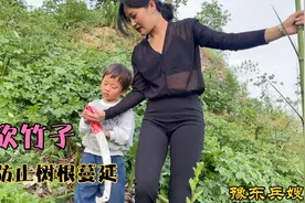 兵嫂家门口的竹子长起来了，防止树根蔓延，兵嫂提起锯就开始干视频封面