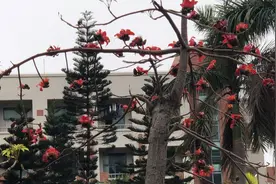木棉花辛散轻透、清而不寒，是帮助清热化湿、助运消导的常用南药视频封面