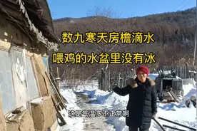 东北林区气候太异常，数九寒天，房檐滴水鸭子出来洗澡，像3月天视频封面