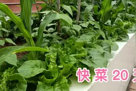 茄子可套种哪些菜？这两种菜长得快，播20几天可收菜视频封面