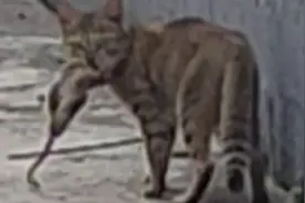 捡来流浪猫饥饿叼老鼠给猫仔吃，自己却坐在远处流泪看着猫仔吃完视频封面