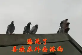 鸽子认为自己太健康了，农村小伙都担心它们，老是喜欢淋雨视频封面