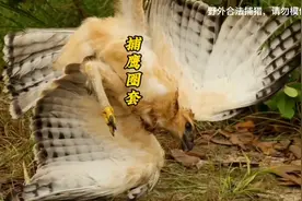 绳套陷阱捕捉鹰  野外合法捕猎，请勿模仿！视频封面