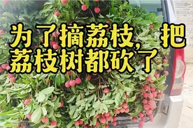 你以为荔枝十几块钱一斤？产地才8毛钱一斤，网红才卖十几块钱!视频封面