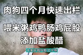 养殖肉狗四个月就可以快速出栏！成本低，鸡鸭肠不贵外加盐酸醋！视频封面