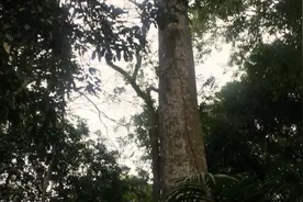 向英雄致敬视频封面