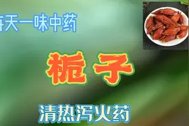 每天一味中药栀子 清热泻火药，栀子的功效与作用，性味归经视频封面
