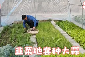 深秋周末中年夫妻PK种菜，韭菜套种大蒜，盆栽小香葱，哪个好视频封面