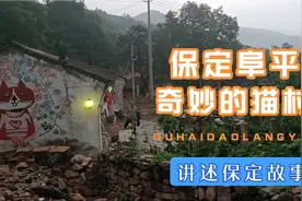 保定阜平，出现一座猫村，那里是猫的乐园，让我们一起探索一下！视频封面