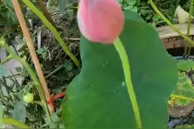 炎炎夏日，却有不热的天地视频封面
