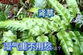 山里的这种“壮腰草”，价值高，有很多妙用，对身体有很大的帮助视频封面