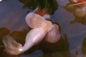 可爱的小金鱼儿，漂亮的大金鱼儿。视频封面