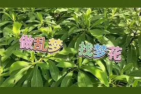 做乱梦找梦花，它来源于老背人传下来的，根叶杆全是宝你却不知道视频封面