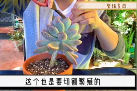 看大神切割繁殖多肉，原来这样也可以，一颗变无数颗视频封面