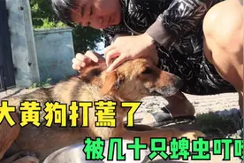 大黄狗身上发现大量蜱虫，拔下来用火烤它，看看会怎么样！视频封面