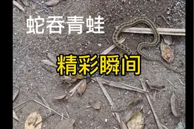 快看呀~2分钟，蛇把青蛙吞入了腹中。视频封面