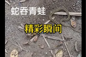 快看呀~2分钟，蛇把青蛙吞入了腹中。视频封面