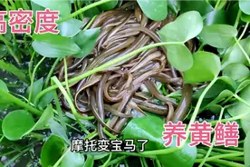 低成本高密度养殖黄鳝，8个平方养35斤黄鳝，成功就在眼前视频封面
