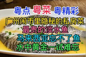 广州闹市里隐秘的私房菜，最贵淡水鱼马来西亚忘不了鱼，水中黄金视频封面