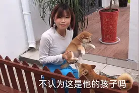 刚满45天的柴犬，狗妈看到立马过来帮着排便，结果却认错宝宝啦！