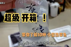 #超级开箱，是不是还不知道养什么鱼？带你了解这10种小型热带鱼视频封面