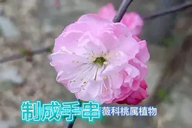 重瓣榆叶梅的果核原来还有这个妙用，我也是今天才知道，了解一下