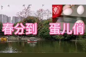 今日春分，春分有个习俗叫竖蛋，我们来试一试看能不能把蛋竖起来