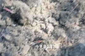 干姜是已经长过子姜的母姜洒成干的姜，原来这才叫干姜