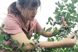 找到了一处蓝莓基地，带婆妈和奶奶一起去体验蓝莓采摘的乐趣。视频封面