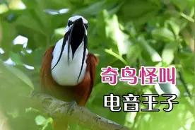 魔性的叫声奇特的模样，盘点叫声似警报电音的鸟#西瓜动物图鉴视频封面
