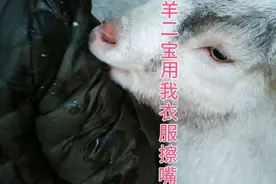 两只羊真粘人，主人干活，它俩就在一边打闹看热闹视频封面