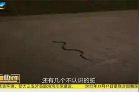 三亚一老人散步被蛇咬 常年蛇患引担忧