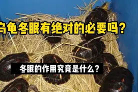 乌龟冬眠有绝对的必要吗？冬眠的作用究竟是什么？视频封面
